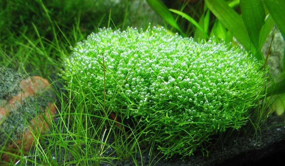 Бакопа аквариумное растение: содержание, как сажать, размножение