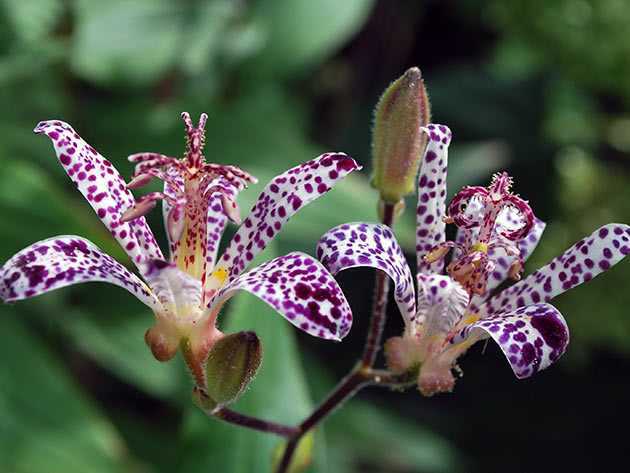 Трициртис (садовая орхидея), уход, посадка, размножение