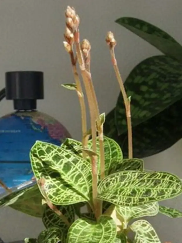 Орхидеи: классификация, характеристика и строение растений - проект "цветочки" - для цветоводов начинающих и профессионалов