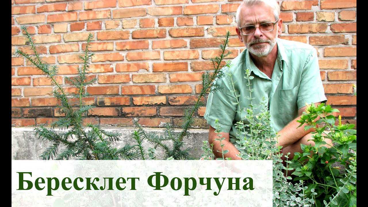 Бересклет бородавчатый (34 фото): описание дикорастущего растения с ягодами, посадка и уход за кустарником