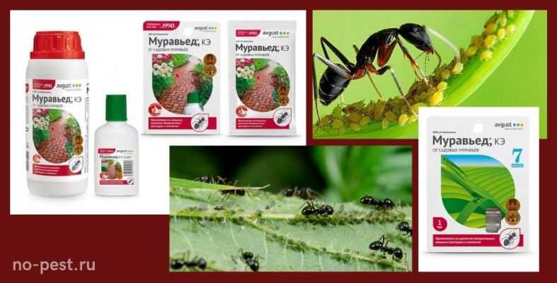 «муравьед» — защита от муравьев, портящих грядки, деревья и садовые дорожки