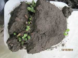 Эхинацея: посадка и уход в открытом грунте, выращивание из семян