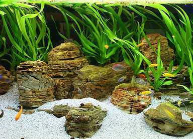Кринум аквариумный - разновидности , фото, видео , как разводить