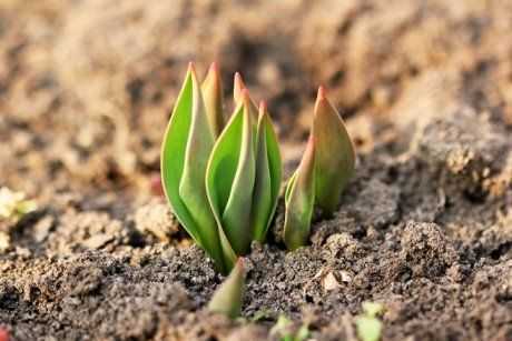 Уход за тюльпанами: полив, удобрение, подготовка почвы и выкапывание луковиц