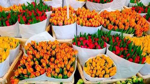 Чем лучше подкормить тюльпаны ранней весной, удобрения обеспечивающие пышное цветение