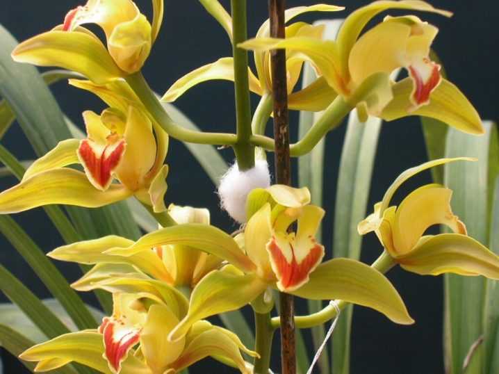 Орхидея цимбидиум – восточный красавец с кротким нравом
