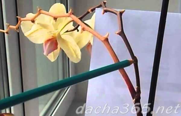 Ваши орхидеи отцвели — что делать дальше?