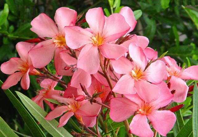 Олеандр обыкновенный - идеальное растение для сада: правила ухода