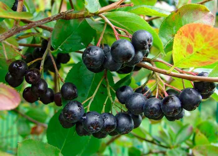 Дерево арония (рябина черноплодная): фото и описание, выращивание и уход
