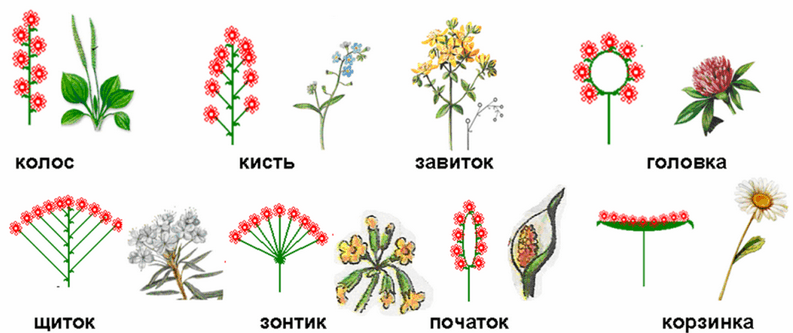Гвоздика (72 фото): описание рода многолетних травянистых растений. как выглядят полевые цветы? белые и разноцветные гвоздики для открытого грунта
