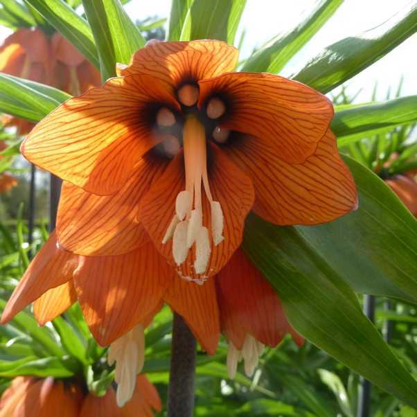 Цветок рябчик императорский — фото, виды, посадка и уход