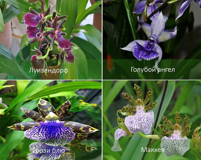 Зигопеталум — неприхотливая орхидея