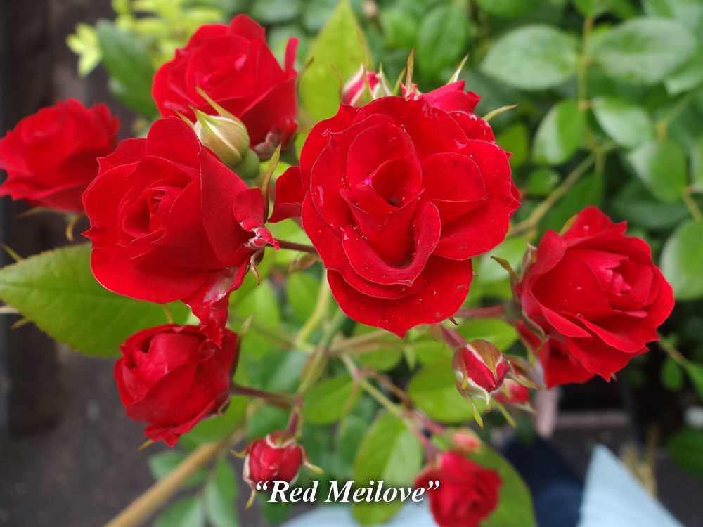 Розы на срез: выращивание и сохранность