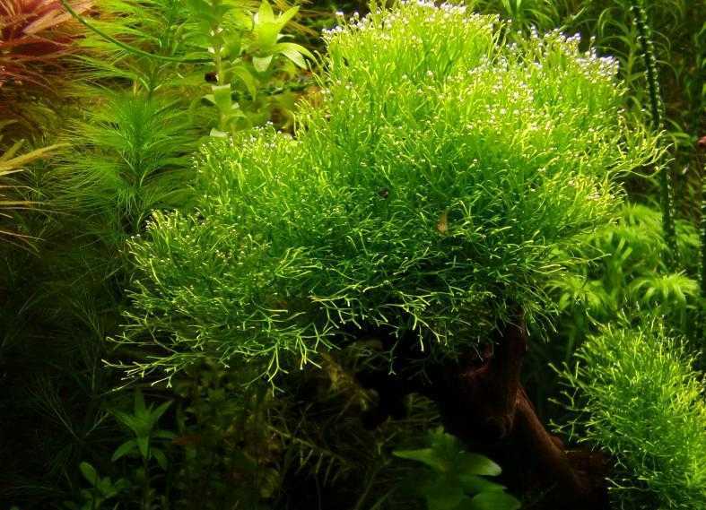 Риччия: описание растения, польза мха и особенности содержания в аквариуме