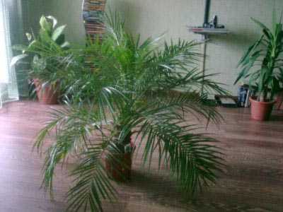 Бамбуковая пальма: немного экзотики у вас дома