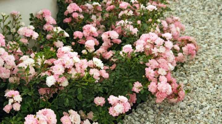 Роза Парад плетистая – наиболее популярный сорт для декорирования садовых участков Каковы особенности сорта Как сажать цветы и ухаживать за нежными розами