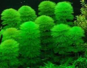 Растение кабомба: содержание, удобрение, размножение, почему не растет