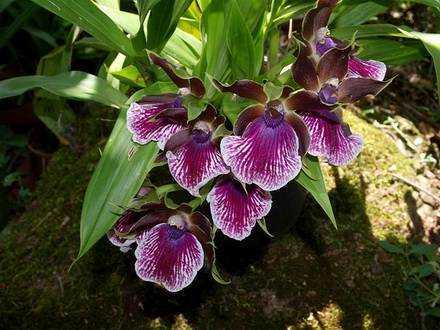 Орхидея зигопеталум: уход и пересадка в домашних условиях