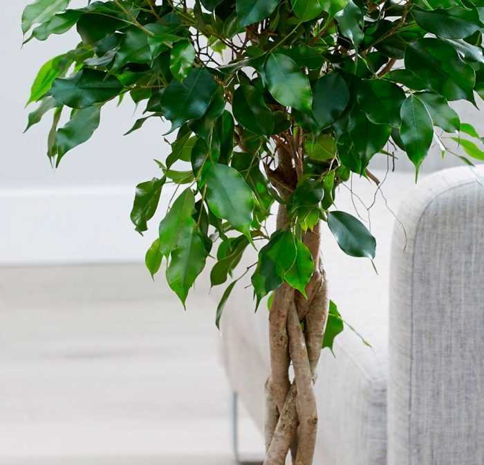 Мелколистный кустарник фикус Бенджамина (Ficus Benjamina) является представителем семейства Тутовые Он пользуется большой популярностью среди цветоводов