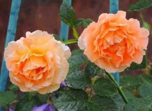 Полуплетистая роза чиппендейл: очарование и нежность в ярко-оранжевых тонах | топфазенда
