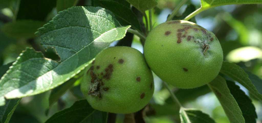 Обработка яблонь и груш от вредителей весной-осенью: средства зашиты деревьев от насекомых