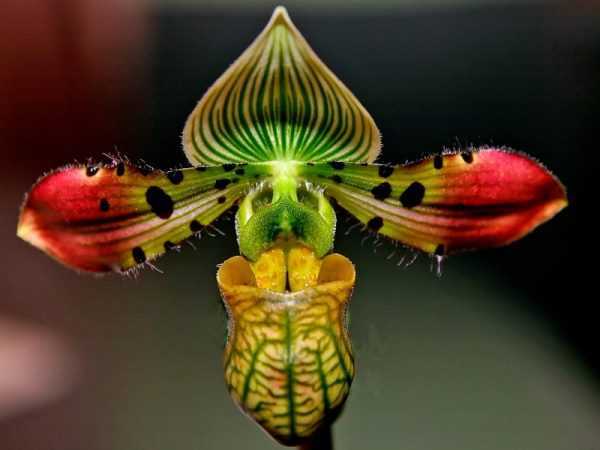Орхидея зигопеталум: уход в домашних условиях, виды, пересадка, размножение