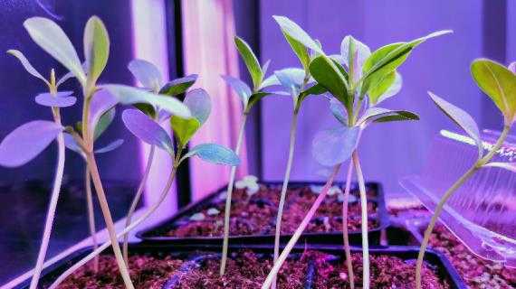 Как правильно вырастить тую из семян в домашних условиях