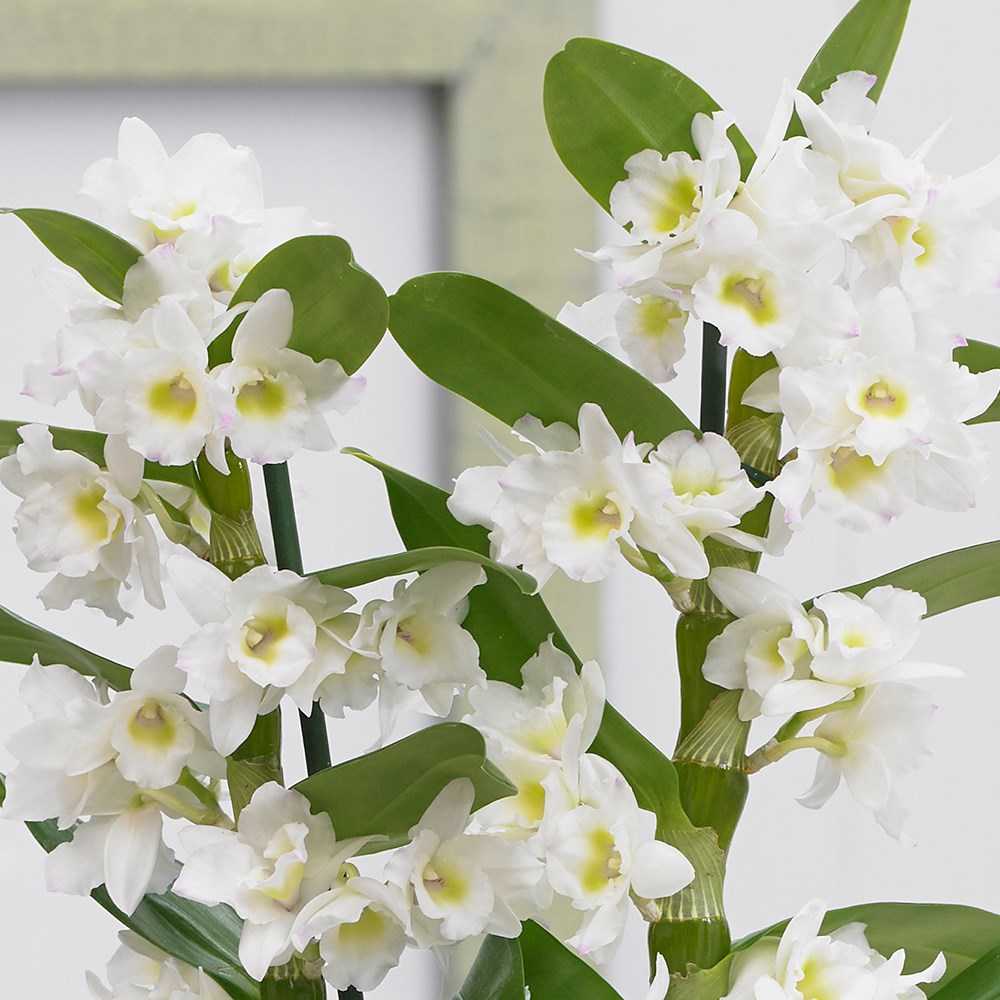 Орхидеи дендробиум: описание видов и уход - Проект "Цветочки" - для цветоводов начинающих и профессионалов