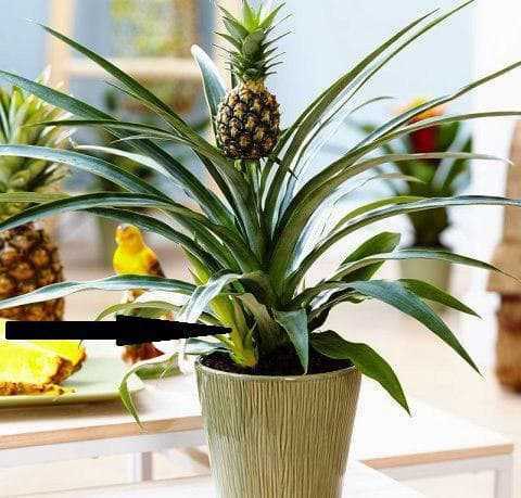 Комнатный ананас - уход в домашних условиях, сорта, как поливать, вредители и заболевания