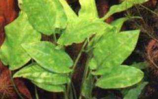 Растение криптокорина: как содержать, размножение, удобрение, не растет