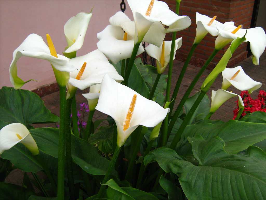 Каллы (Calla) еще именуют зантедеския Такое растение, являющееся многолетником, имеет прямое отношение к роду аронниковые либо ароидные