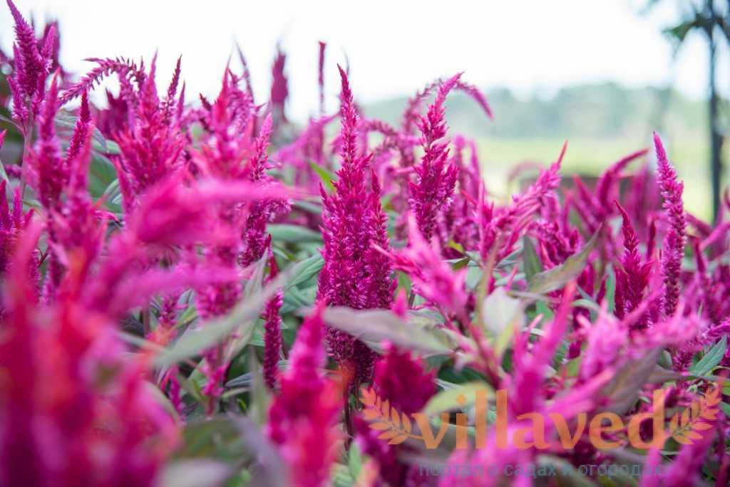 Цветок целозия: выращивание из семян, фото, посадка и уход в открытом грунте