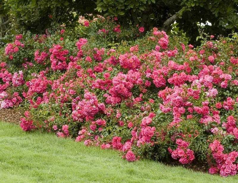 Почвопокровные розы: посадка и уход в открытом грунте