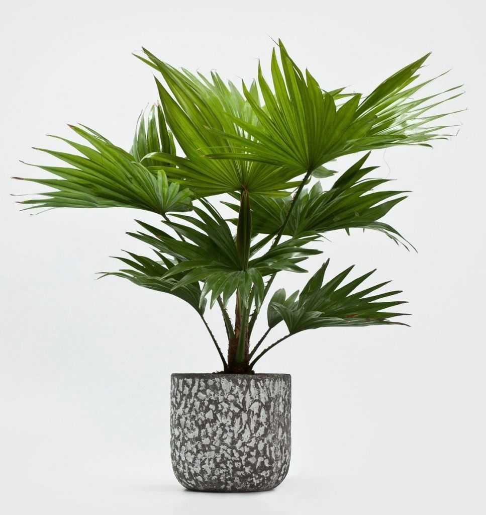 Комнатная пальма ливистона: фото и уход за ней в домашних условиях, как выращивать комнатное растение