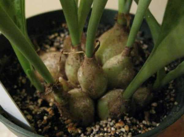 Такое листопадное вечнозеленое растение, как дримиопсис (Drimiopsis) еще именуют ледебургия (Ledebouria) Оно имеет прямое отношение к семейству гиацинтовые (Hyacinthaceae) Родом такое растение из тропических областей Южной Африки