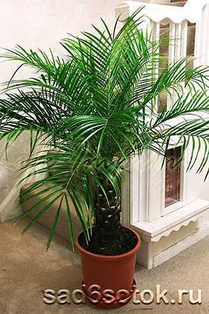 Банановая пальма: как вырастить экзотическое растение в домашних условиях?