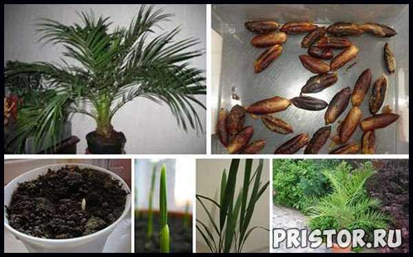 Как посадить финик и вырастить финиковую пальму из косточки