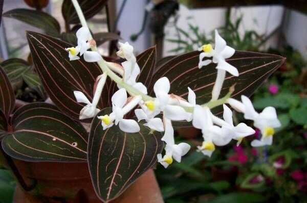 Драгоценная орхидея лудизия: уход в домашних условиях