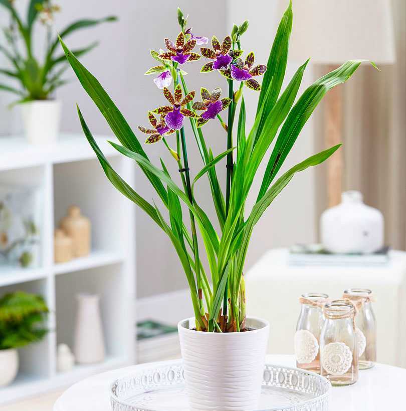 Орхидея зигопеталум в домашних условиях
