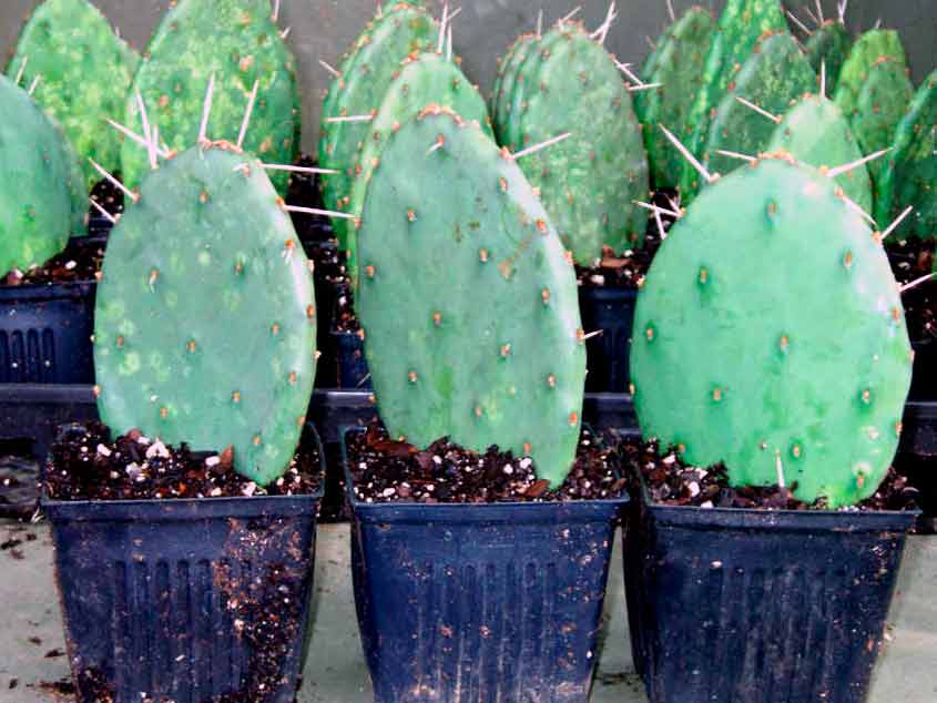 Описание сортов и ухода за кактусом опунция в домашних условиях: как посадить, размножать