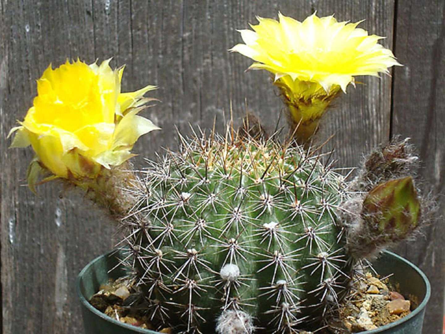 Варианты ухода за кактусом эхинопсис, примеры как заставить цвести и популярные виды