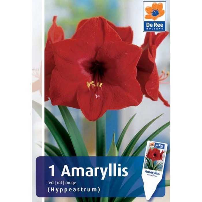 Амариллис: уход в домашних условиях и секреты обильного цветения