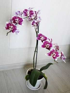 Пафиопедилум (38 фото): уход за орхидеей венерин башмачок в домашних условиях, разновидности «мауди» и «фемма», «пиноккио» и «беллатулум»