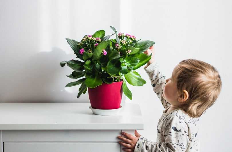 Цветы для детской комнаты: какие можно держать и как выбрать полезные, советы