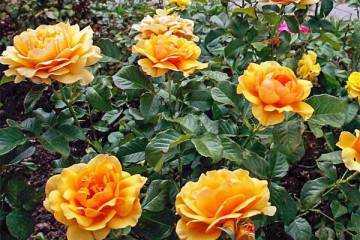 Роза дон жуан — описание и посадка плетистой розы