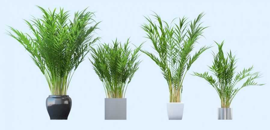 Пальма арека — как ухаживать за растением