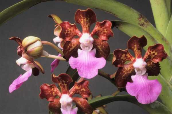 Орхидея ванда: уход, пересадка, размножение в домашних условиях. болезни и вредители.