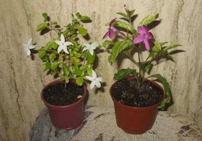 Псевдоэрантемум - pseuderanthemum, уход, размножение растения, посадка, болезни