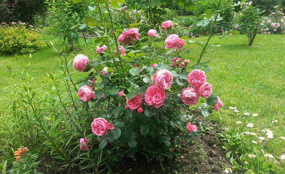 Роза супер дороти: секреты выращивания и обильного цветения | домсадовника