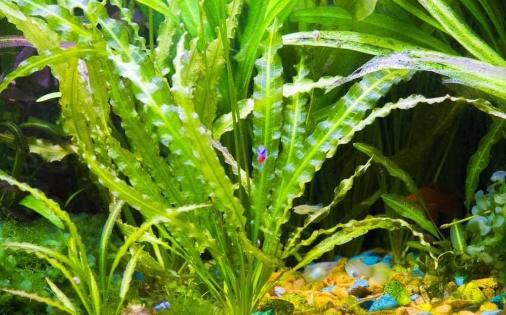 Среди аквариумных растений особое место занимает апоногетон живородящий, который является неприхотливым украшением любого аквариума Содержание этого растения